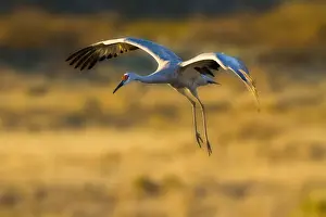 Refuge Prints: DDE-90039228