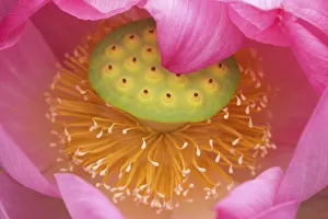 Lily Collection: DDE-90039237