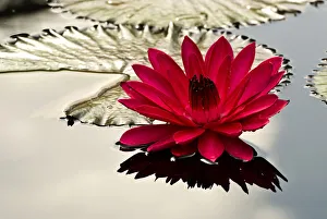 Lily Collection: DDE-90039304