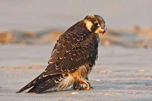 Juvenile Collection: DDE-90039342