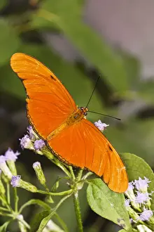 Dryas Prints: DDE-90039356