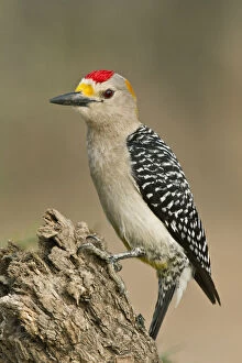 Woodpecker Collection: DDE-90039377