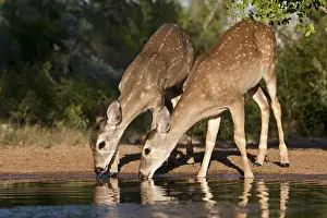 Spotted Prints: DDE-90039384