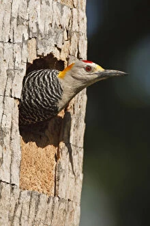 Woodpecker Collection: DDE-90039387