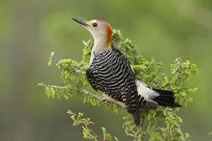 Woodpecker Collection: DDE-90039423