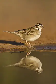 Sparrow Prints: DDE-90039434