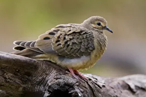 Juvenile Collection: DDE-90039440