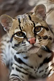 Species Prints: DDE-90039445