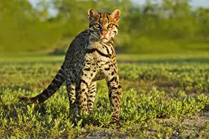 Species Prints: DDE-90039446