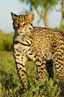 Species Prints: DDE-90039447