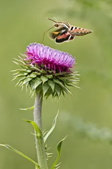Moth Collection: DDE-90039466