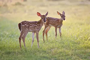 Spotted Prints: DDE-90039470