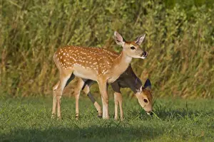 Spotted Prints: DDE-90039474
