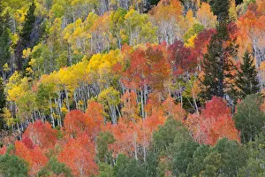 Foliage Prints: DDE-90039527