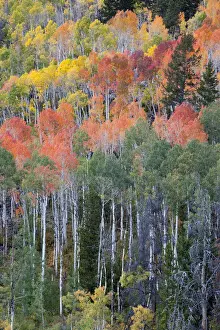 Foliage Prints: DDE-90039528