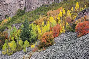 Foliage Prints: DDE-90039529