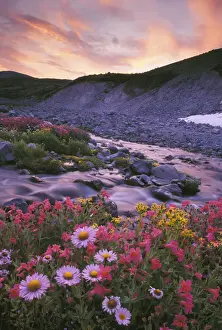 Tranquility Prints: DDE-90039598