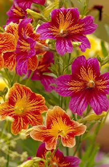 Painted Prints: DDE-90039688
