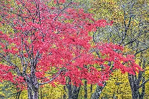 Tranquility Prints: DDE-90039701