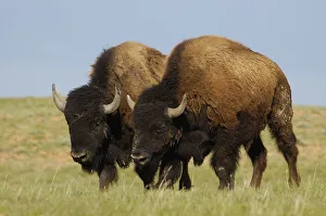 Buffalo Collection: DDE-90039772