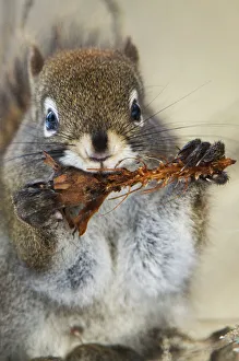 Sciuridae Collection: DDE-90244681