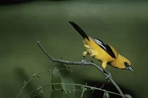 DE-2153 Yellow Oriole - perched on a branch - rear view