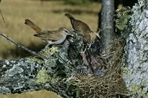 DE-22 Rufous Bush CHAT / rufous-tailed Scrub-robin / Rufous Scrub Robin - Pair at nest with chicks