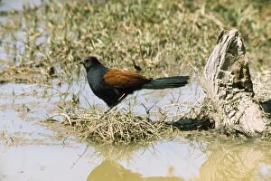 DE-313 Greater Coucal / Crow Pheasant