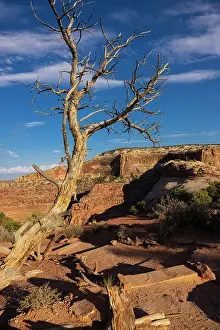 Dead Prints: Dead Horse State Park. Utah, USA. Date: 16-07-2021