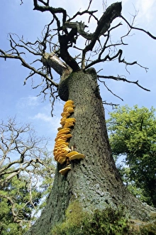 Dead Oak Tree - with fungus fruiting bodies of Sulphur Polypore / Chicken of the Woods Dead Oak Tree - with fungus fruiting bodies of Sulphur Polypore / Chicken of the Woods