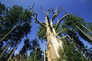 Dead Oak Tree - Sababurg forest, Reinhards forest