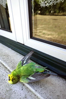 Body Gallery: Dead parakeet after hitting a window. For birds
