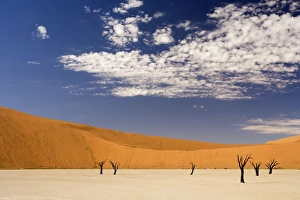 Images Dated 16th July 2009: Dead Trees In Dead Vlei - Dead trees with red dunes and a dried white clay floor - Southern Namib