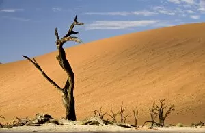 Images Dated 16th July 2009: Dead Trees In Dead Vlei - Dead trees with red dunes and a dried white clay floor - Southern Namib