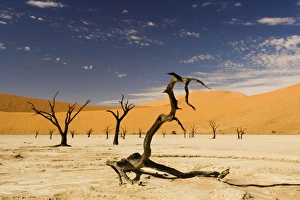 Images Dated 16th July 2009: Dead Trees In Dead Vlei - Dead trees with red dunes and a dried white clay floor - Southern Namib