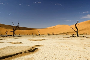 Images Dated 16th July 2009: Dead Trees In Dead Vlei - Dead trees with red dunes and a dried white clay floor - Southern Namib