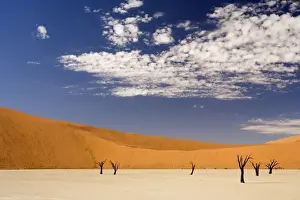 Arty Prints: Dead Trees In Dead Vlei - Dead trees with red dunes