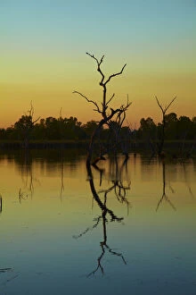 Dead Gallery: Dead trees reflected in Lily Creek Lagoon