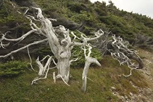 Dead trees - at the the shore of Gros Morne National Park