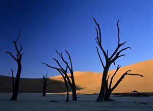 Clay Prints: Dead Vlei silhouettes of dead camelthorn trees in dune namib Dead Vlei