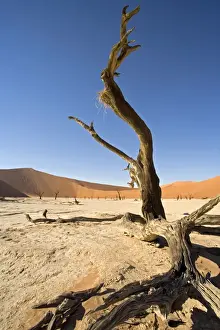 Dead Prints: Dead Vlei tree. Sossusvlei - Namib Desert, Namibia, Africa 2006