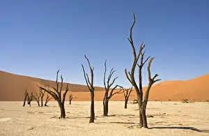 Dead Vlei Trees. Sossus Vlei - Namib Desert, Namibia, Africa