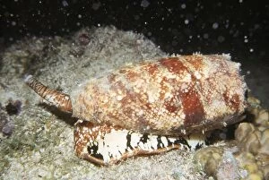 Images Dated 9th August 2007: Deadly Geographic Cone Shell