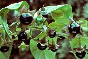 Deadly nightshade with berries