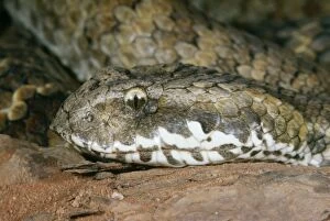 Images Dated 13th July 2004: Death Adder