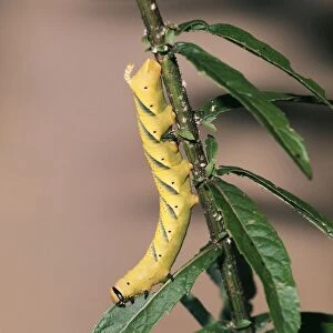 Images Dated 13th September 2004: Death Head Hawkmoth Caterpillar (Larva)