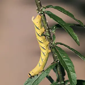 Hawk Moths Prints: Death Head Hawkmoth Caterpillar (Larva)