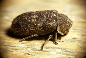 Death-watch Beetle