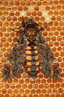 Patterns Collection: Death's-head Hawk Moth USH 349 In Bee-hive Acherontia atropos © Duncan Usher / ardea.com