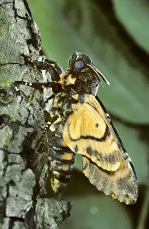 Death's-head Hawkmoth